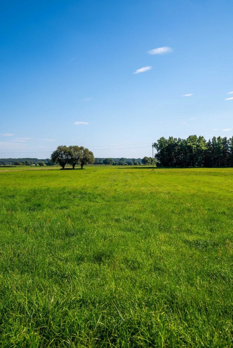 Zdjęcie przedstawia zieloną łąkę z licznymi drzewami we wsi Żelazno.